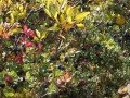 Cranberries, Elderberries and Blueberries