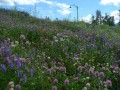 Die schönste Blumenwiese, die ich jemals gesehen habe( südlich der Rockys)