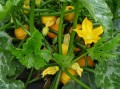Die Zucchinis müssen noch.