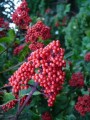 Rote Beeren sind meist giftig!