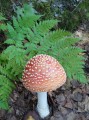 Ein Bild von Fliegenpilz