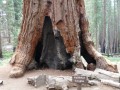 Die beeindruckenden Mammutbäume überleben selbst schlimme Brände