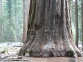 Sequoiadendron giganteum