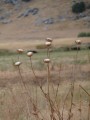 Diesteln in der Steppe