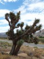 Der Joshua Tree