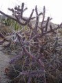 Pencil cholla