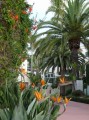 Vorgarten in San Diego - zum neidisch werden, was hier alles so wuchert