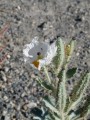 Der wehrhafte Wüstenmohn
