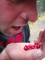 Cranberries in den Mund werfen...