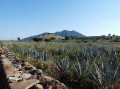 Und so sieht der Rohstoff für den Tequilla aus: die Algave
