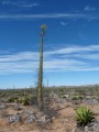 Bizarre Pflanzenwelt der Baja California