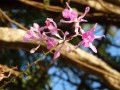 In tropischeren Gefilden wächst eine riesige Vielfalt an Orchideen