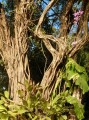 Etagenwohnung Baum