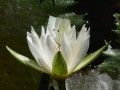 Seerose mit gut getarntem Gast