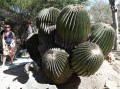 und monströse Kakteen, Echinocactus platyacanthus, ca. 5t schwer und tausend Jahre alt