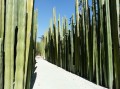 Euphorbien als lebende Umzäunung im botanischen Garten in Oaxaca