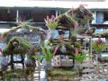 Bromelien werden auf Märkten feil geboten