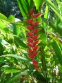 Riesige Heliconien