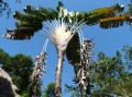 Traveler´s Palm- Imposantes Exemplar der Strelizienfamilie