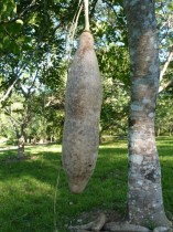 das Ding heißt tatsächlich „Würstchen Baum“