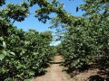 Kaffee-Plantage
