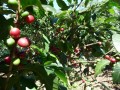 Die roten sind die reifen Kaffee-Früchte, die in diesem Zustand sehr wenig mit der uns bekannten Kaffee-Bohne zu tun haben.