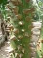 Junger Ceiba - heiliger Baum der Mayas