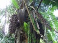 Cohune Palm - vielfältig genutzter Baum (Wein, Öl, Gemüse und für Dächer)