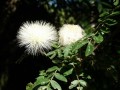 "Puschelmimose" im botanischen Garten, San Ignazio, Belize