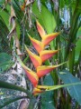 Heliconien wachsen hier in allen Formen und Größen
