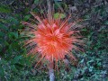 Panama Flame - Brownea macrophylla