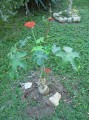 Coral Plant - Jatropha multifida