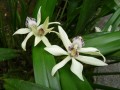 Nach Vanille duftende Orchidee