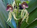 Jellyfish Orchidee