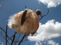 Wolkengleicher Samenträger des Poro Poro 