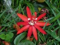 Feurige Passionsblume