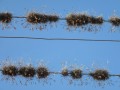 Wie Perlenketten aufgefädelt an den Stromleitungen