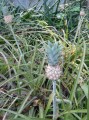 Miniaturananas