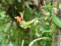 Zarte Blüten im üppigen Grün der Tropen