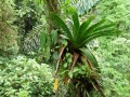 Riesige Bromelien, die zum Beispiel Fröschen als Planschbecken dienen
