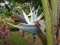 Travelers Palm, die Verwandtschaft mit der Strelitzie ist unübersehbar