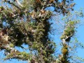 Auf jedem Baum eine eigene Welt aus Moosen, Bromelien, Orchideen, Farnen und anderen Epiphyten und Kletterpflanzen