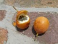 Granadilla, die süße Verwandte der Maracuya