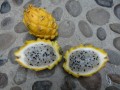 Pitaya oder Dragonfruit, hier sind sie kleiner und gelb, aber genauso lecker