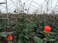 Hier werden auf 40 ha Dutzende verschiedene Rosensorten kultiviert