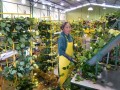 In der Verpackungshalle dann nach Länge und Qualität geordnet