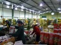 Legen, bündeln und Verpacken der einzelnen Rosenbunde für den Transport