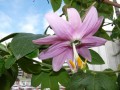 ...und ihre Blüte