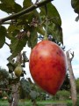 Tomate de Arbol, saueres Fruchtfleisch, harte Haut muss abgezogen werden