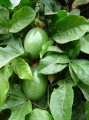 Passionsfrüchte noch grün, werden am Spalier gezogen oder ranken an Mauern 